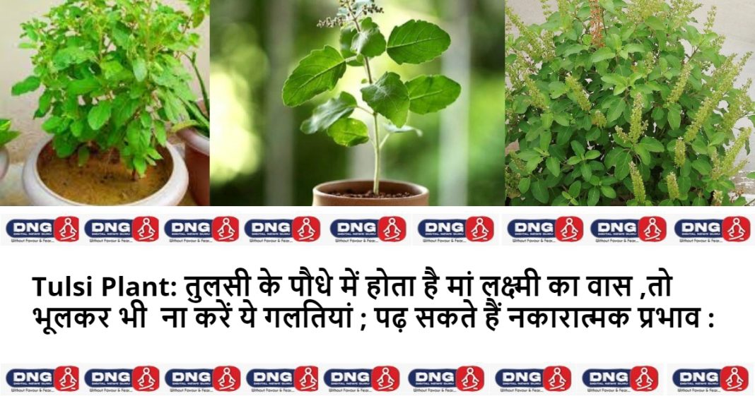 Tulsi Plant: